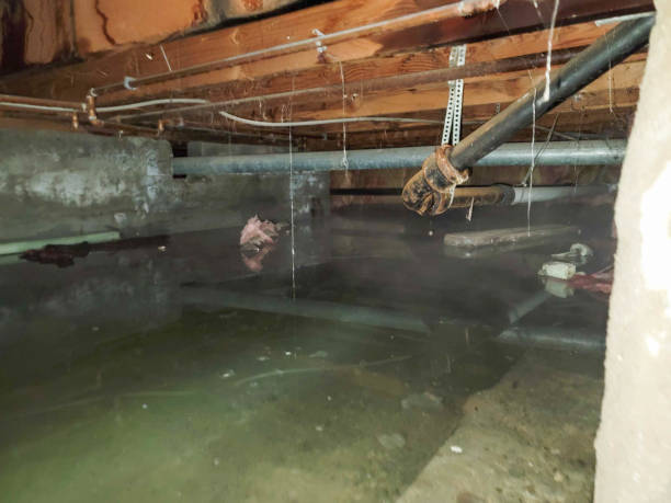 Best Basement water damage restoration  in Midway, KY